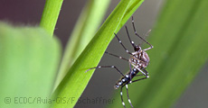 pic_news_zika.jpg