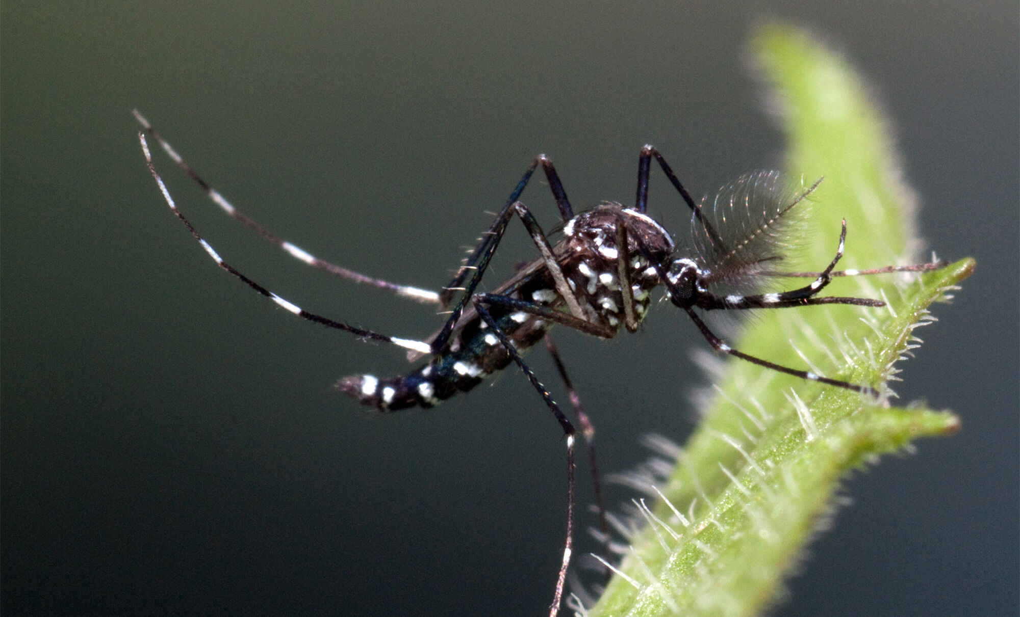 Aedes albopictus - Factsheet for experts