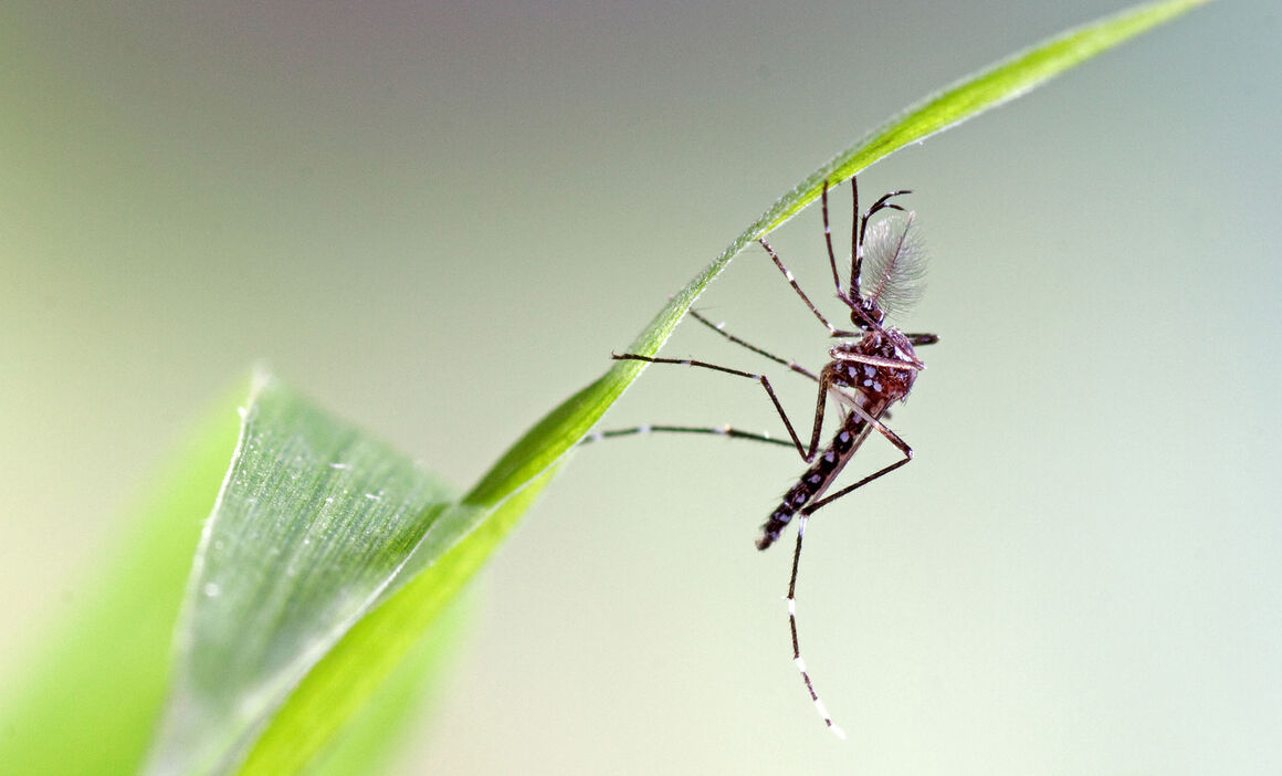 Aedes aegypti male. © ECDC/Francis Schaffner