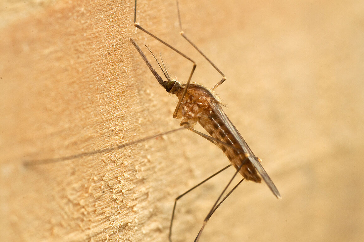 Anopheles maculipennis s.l. Female. © ECDC/Francis Schaffner
