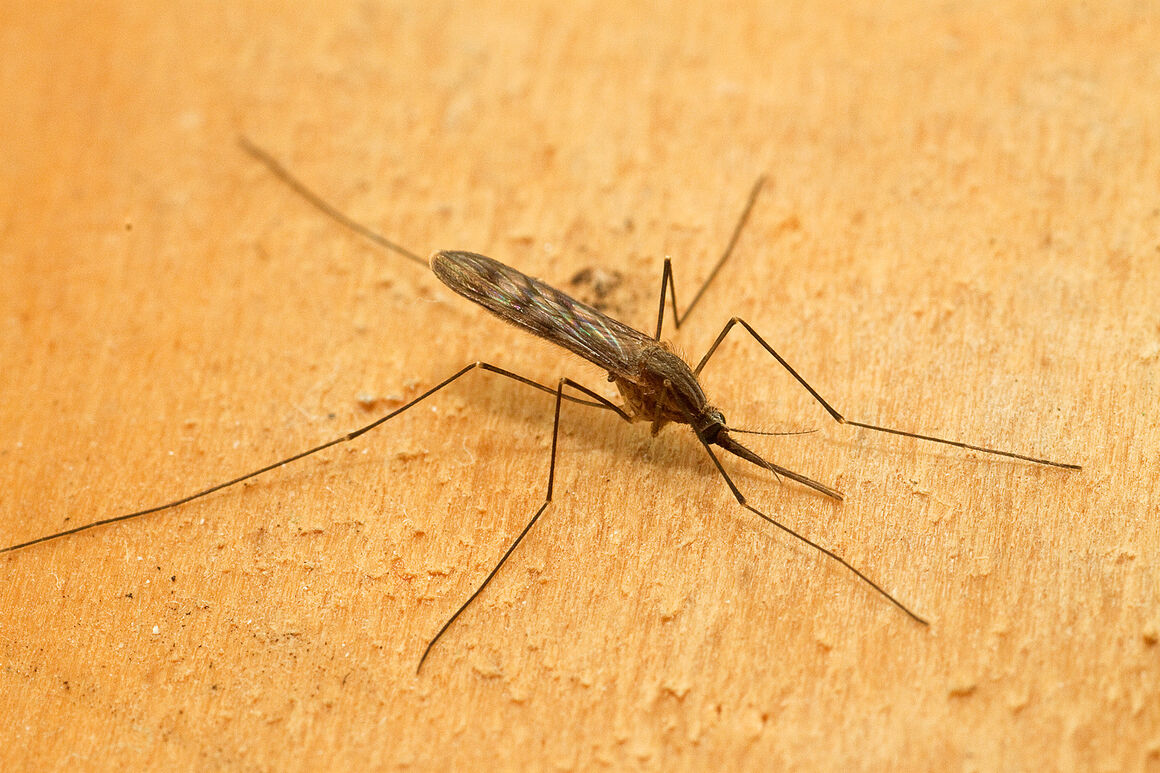 Anopheles maculipennis s.l. Female. © ECDC/Francis Schaffner