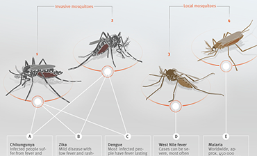 Mosquitoes and ticks infographics
