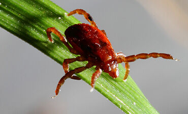 Personal protective measures against tick bites