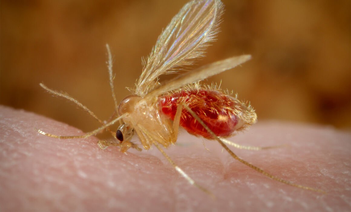 Phlebotomus papatasi sandfly. Credit: CDC/ Frank Collins