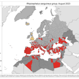 Rhipicephalus sanguineus - current known distribution: August 2023