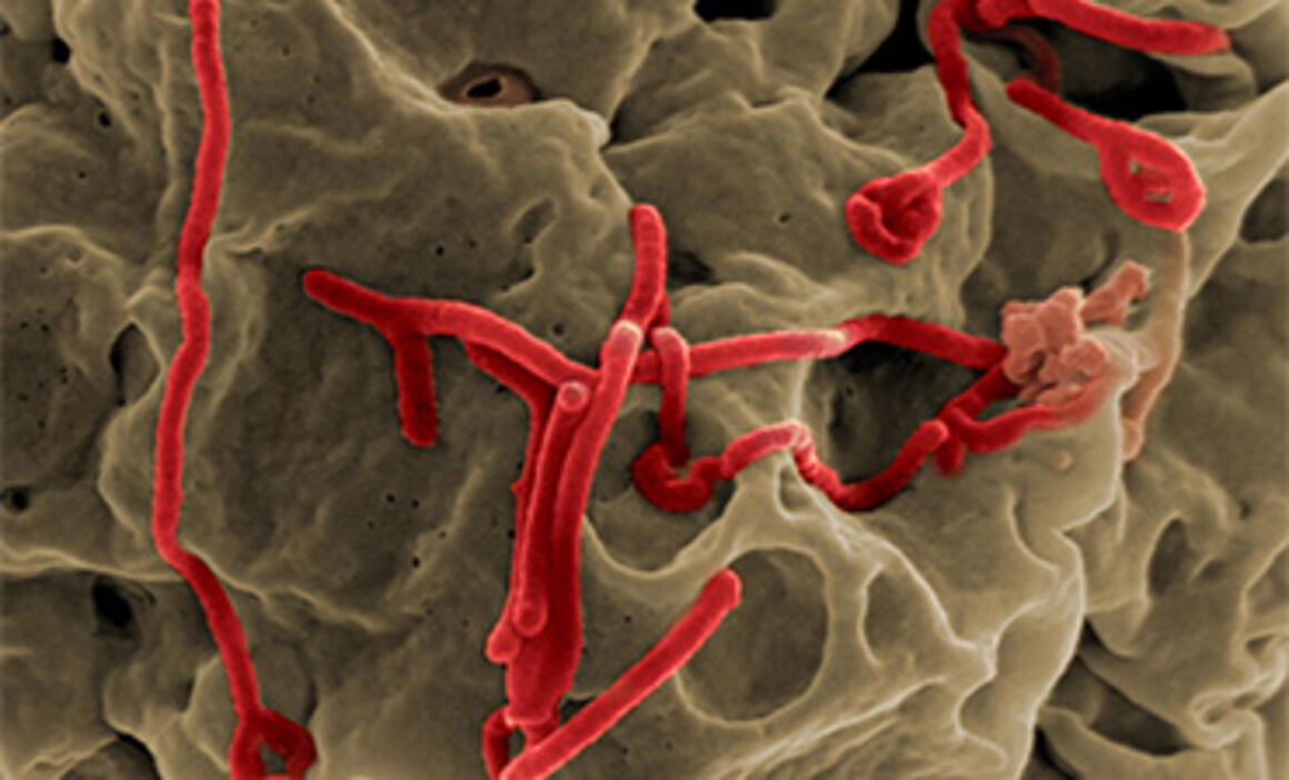 ebola disease transmission
