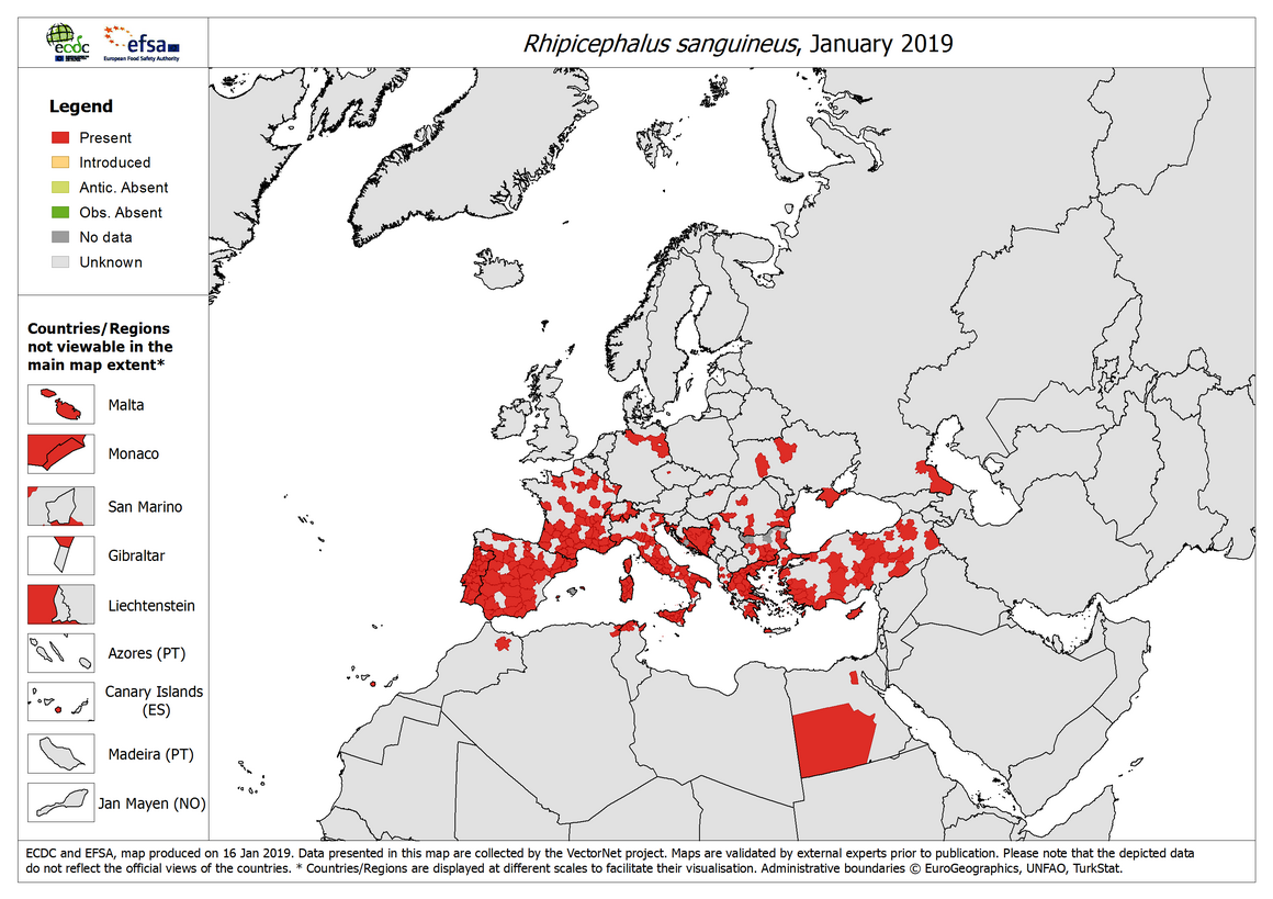 Map: Rhipicephalus sanguineus - current known distribution: January 2019