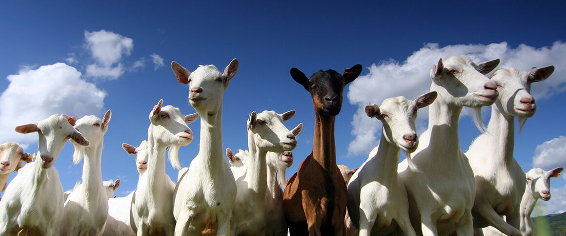 Goats. © Istock