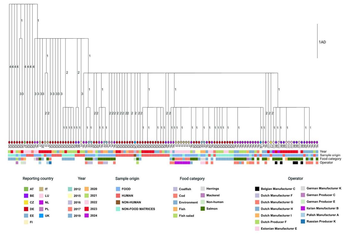 Single-linkage tree of L. monocytogenes ST173 isolates in the ‘My2’ sub-cluster 1 (n=121), including 38 human, 56 food, 26 processing environment, and one unspecified non-human isolate from 10 EU countries and the UK, as of 27 May 2024