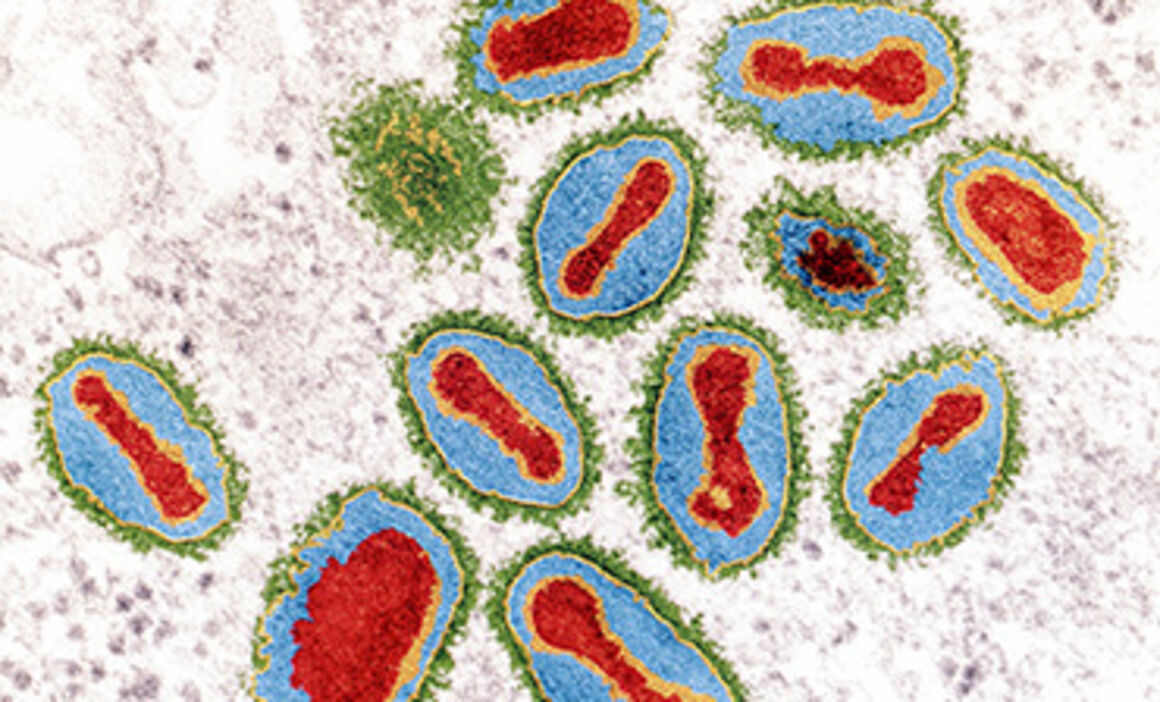 Smallpox viruses. © Science Photo Library
