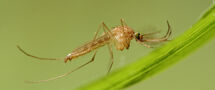 Culex-Pipiens2_C Thumbnail