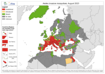 Aedes invasive mosquitoes - current known distribution: August 2023