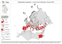 Rhipicephalus sanguineus - current known distribution: January 2018 Thumbnail