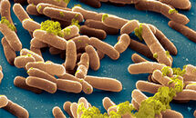 Salmonellosis_H Thumbnail