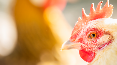 Avian influenza - image of chicken