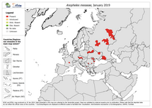 Anopheles maculipennis s.l. complex - current known distribution: January 2019 Thumbnail