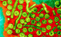 Hepatitis-B_H Thumbnail